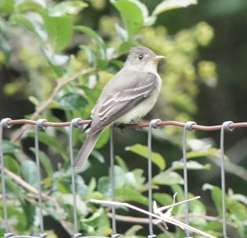 Eastern Wood-Pewee - Patty Drew