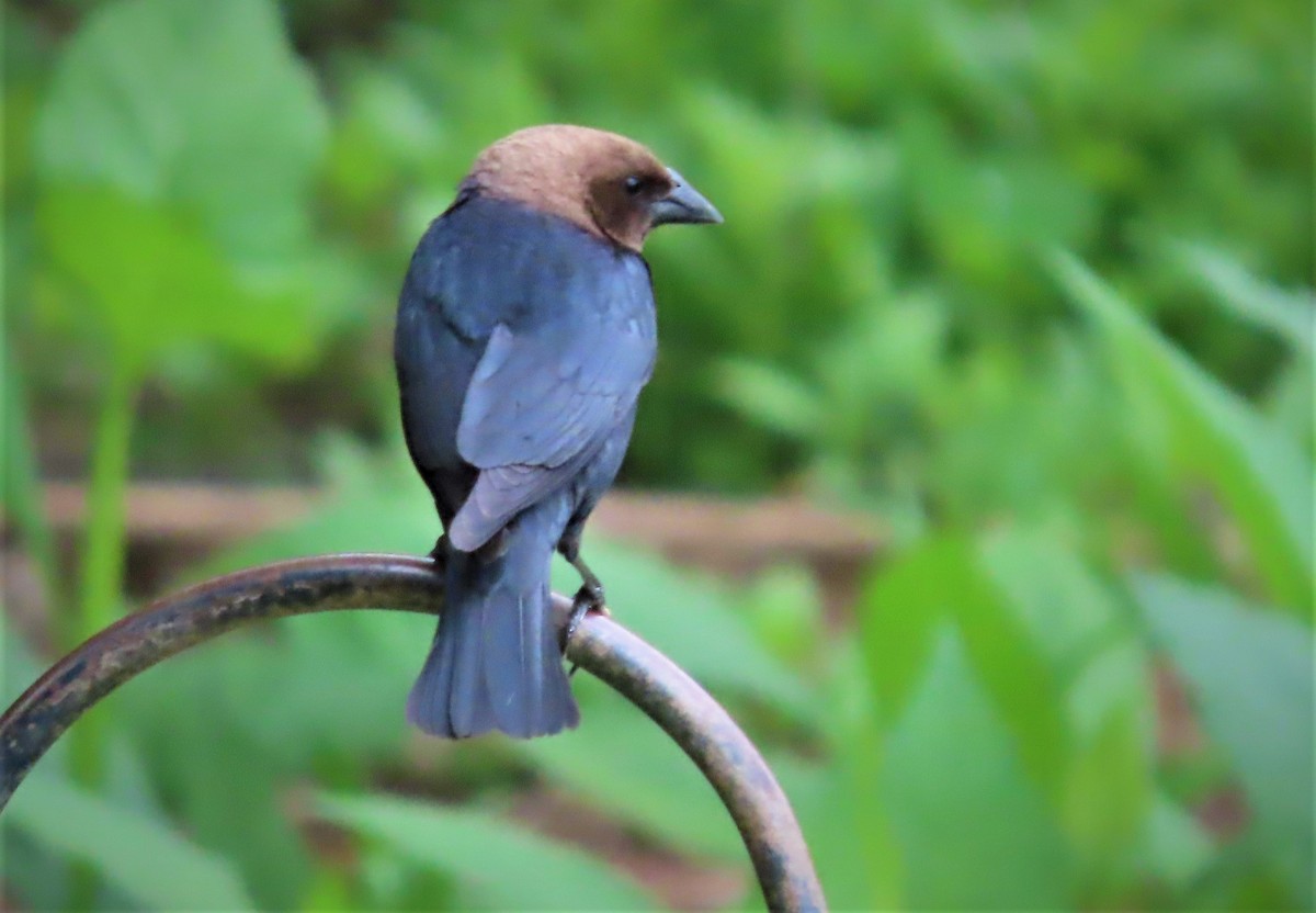 Brown-headed Cowbird - ML562831971