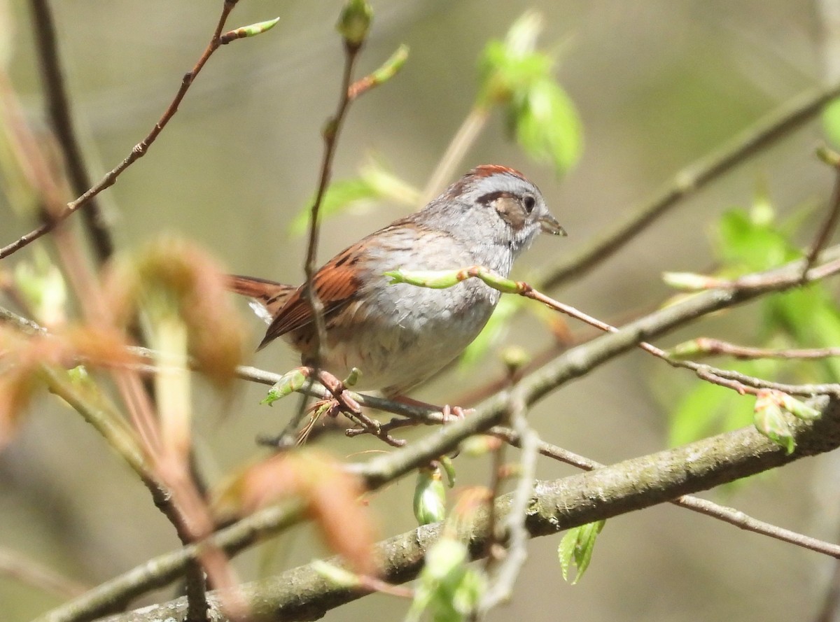 Swamp Sparrow - ML562832361