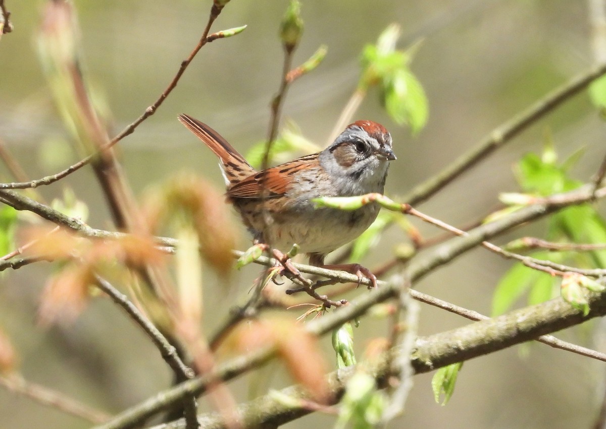 Swamp Sparrow - ML562832371