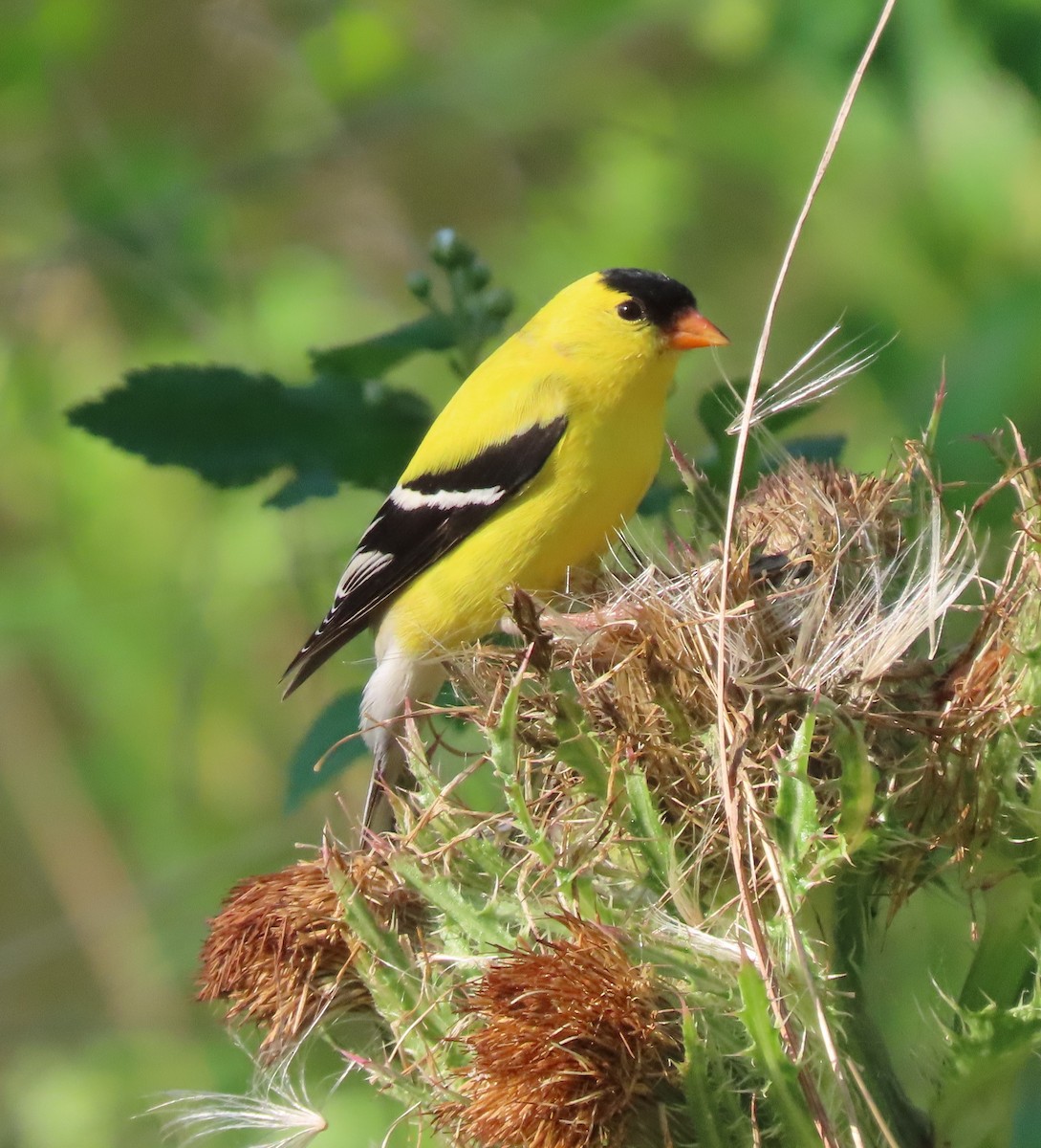 American Goldfinch - ML562832851