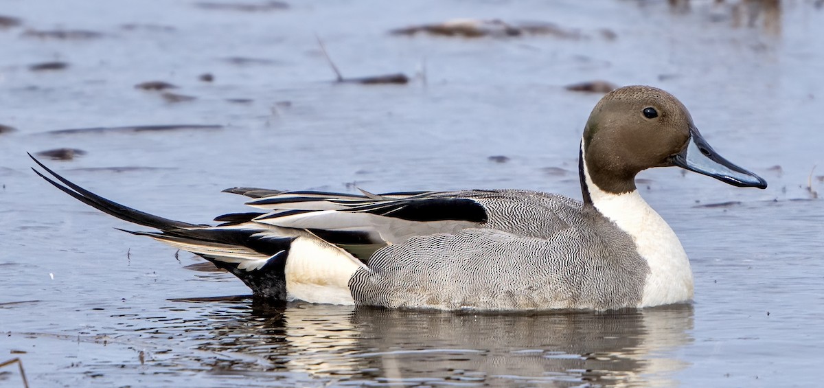 Northern Pintail - ML562834351