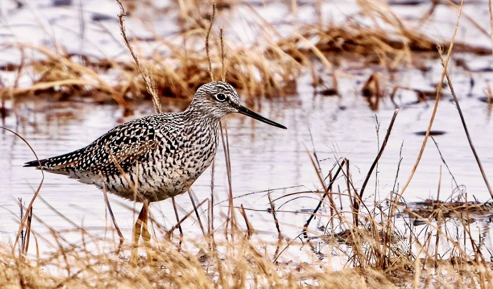 Greater Yellowlegs - Boomer Hesley