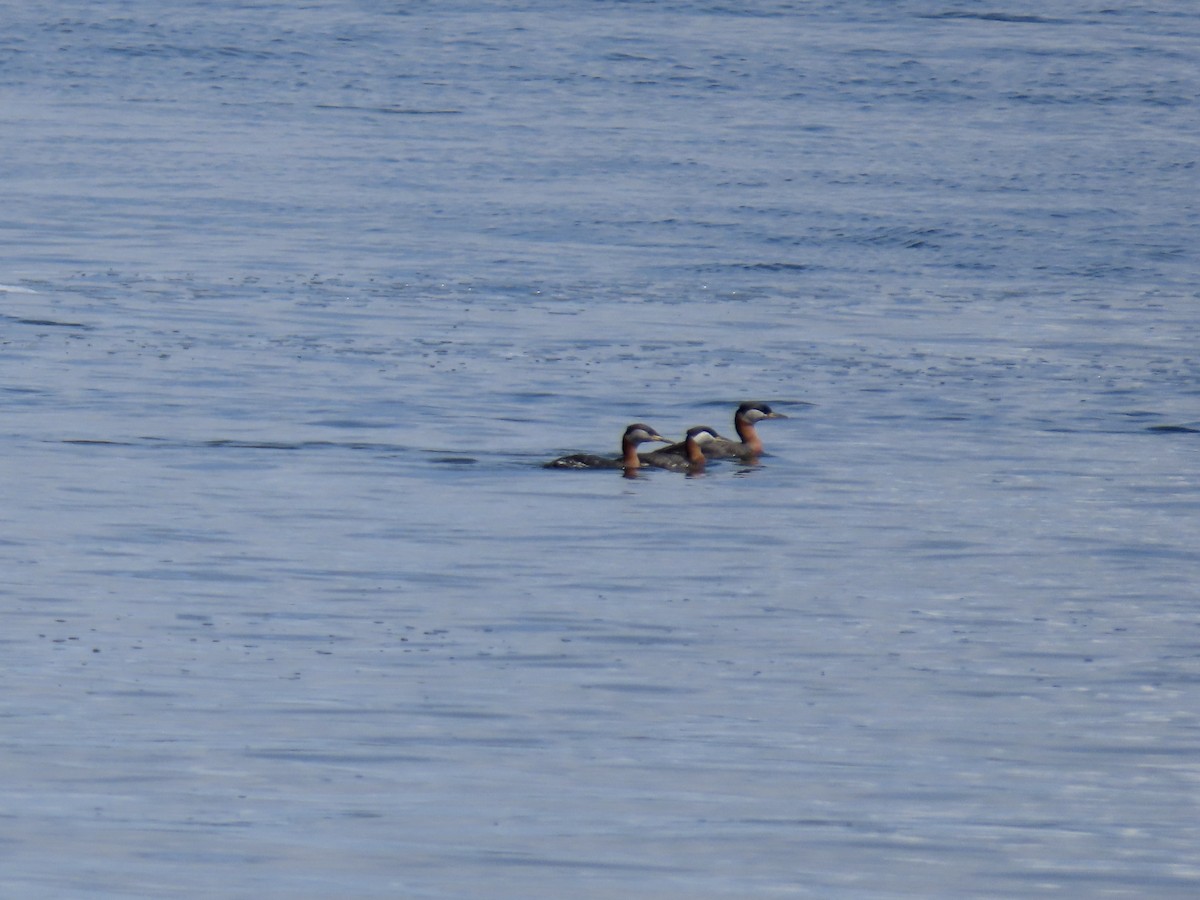 Red-necked Grebe - ML562834831