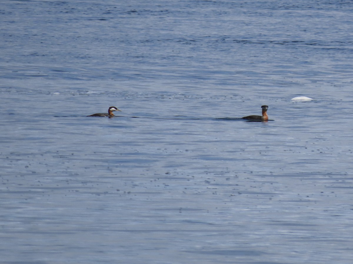 Red-necked Grebe - ML562834841