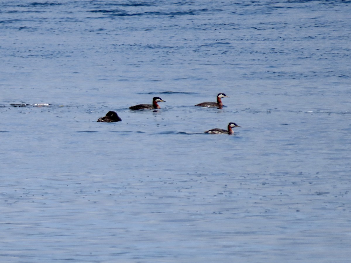 Red-necked Grebe - ML562834851