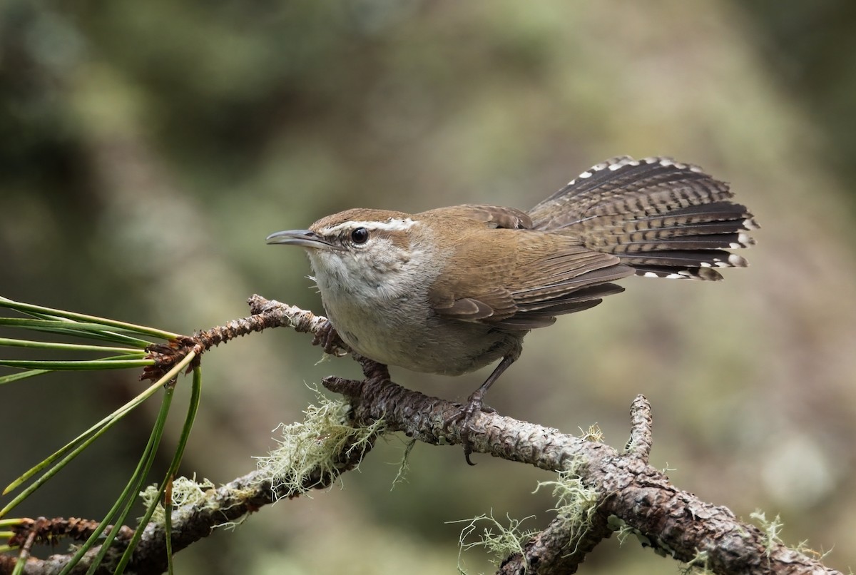 Bewick's Wren - ML562834891