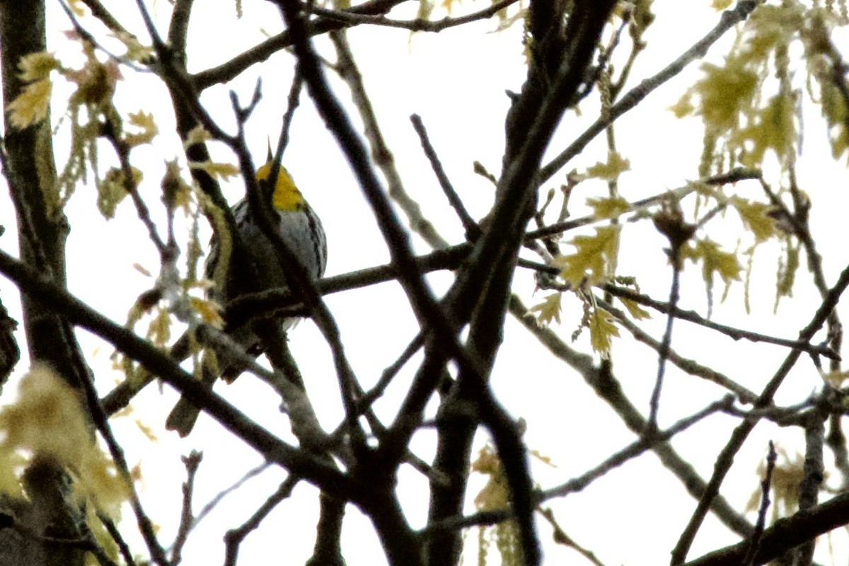 Yellow-throated Warbler - ML562835301