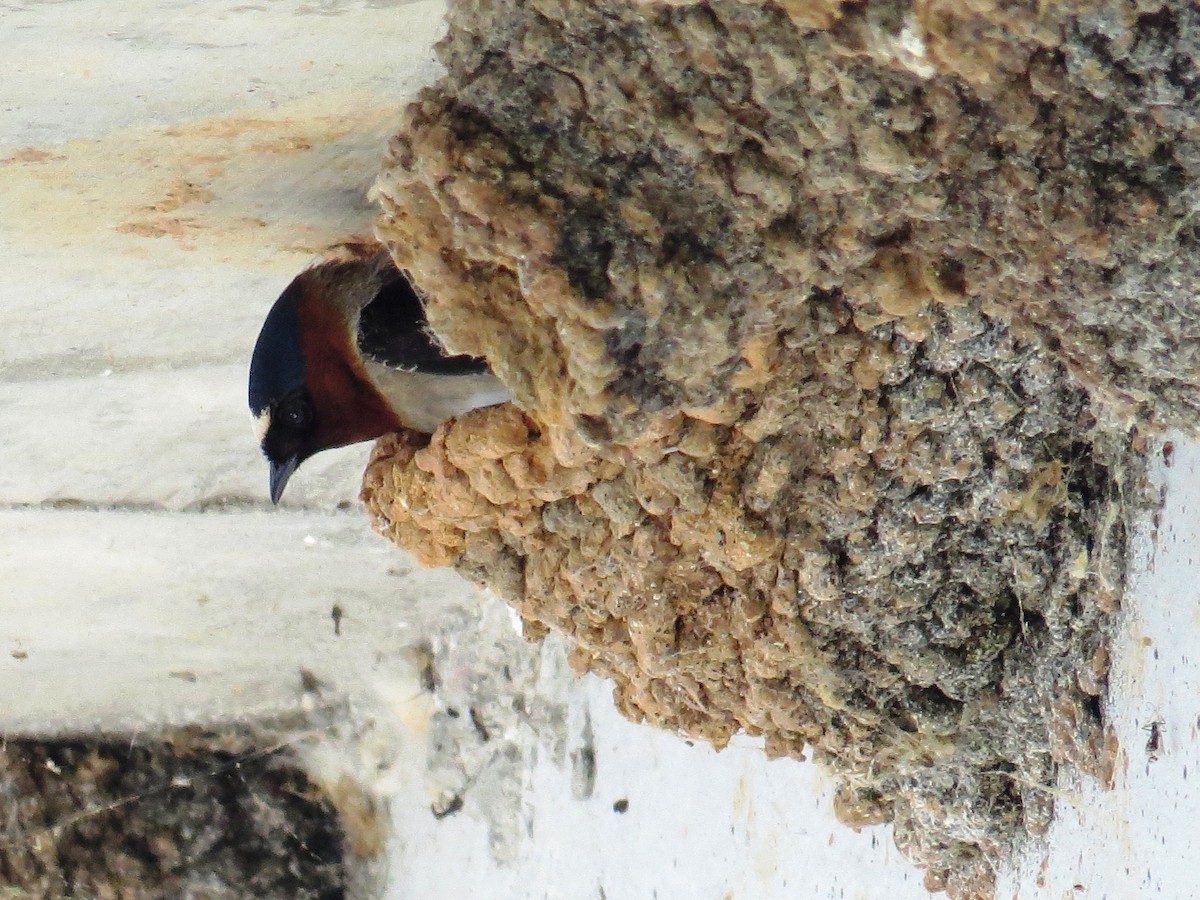 Cliff Swallow - WS Barbour