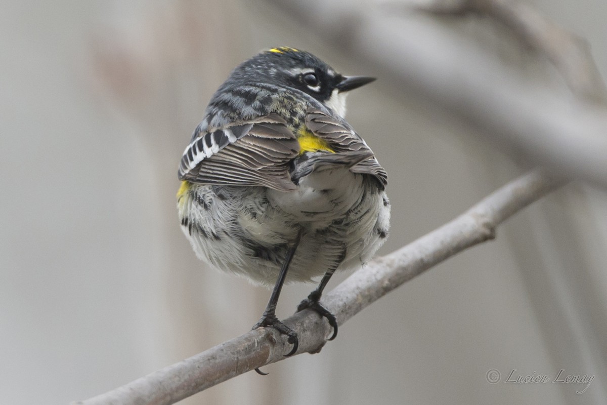 Yellow-rumped Warbler - ML56283621