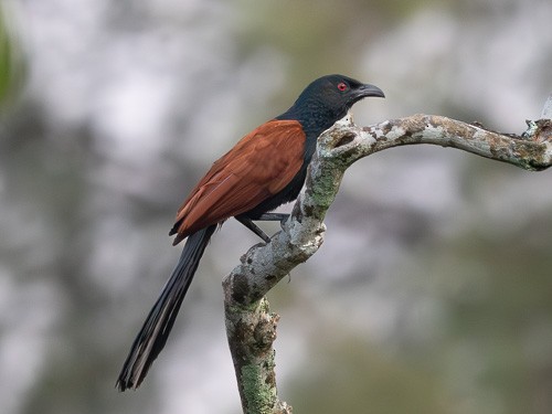 Greater Coucal - ML562836361