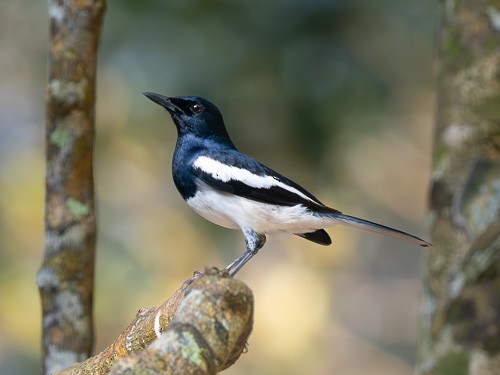 Oriental Magpie-Robin - ML562837271