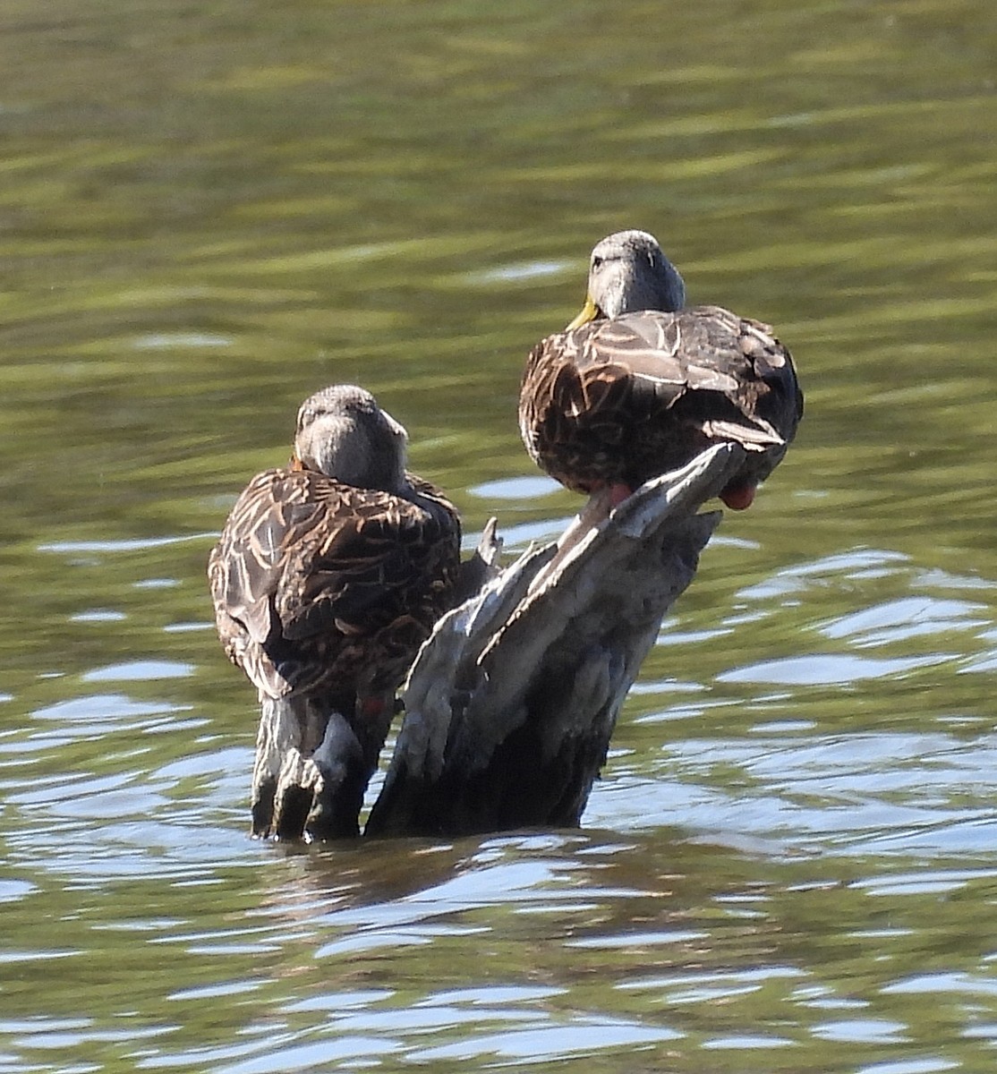 Mottled Duck - ML562837471