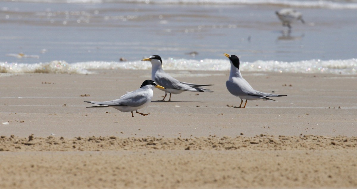 Least Tern - ML562839621