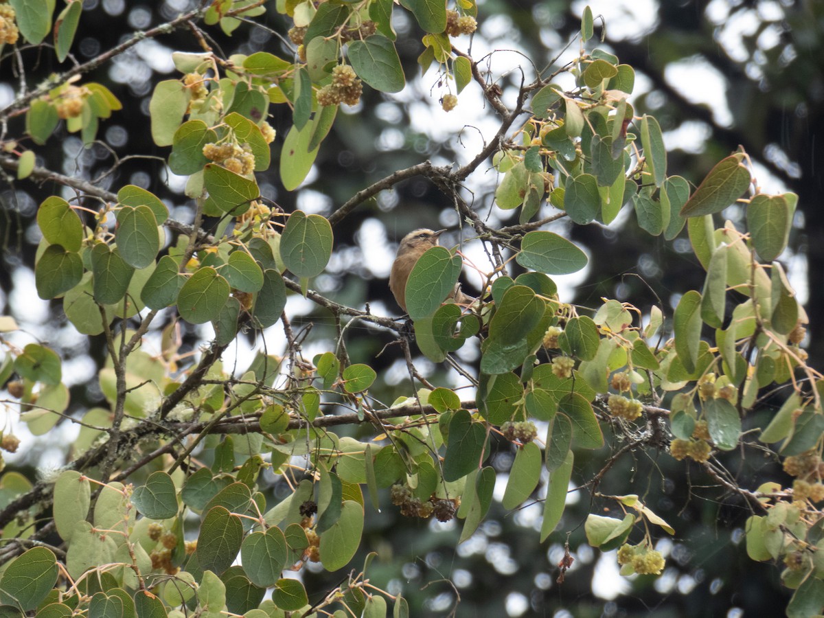 Cinereous Conebill - ML562839771