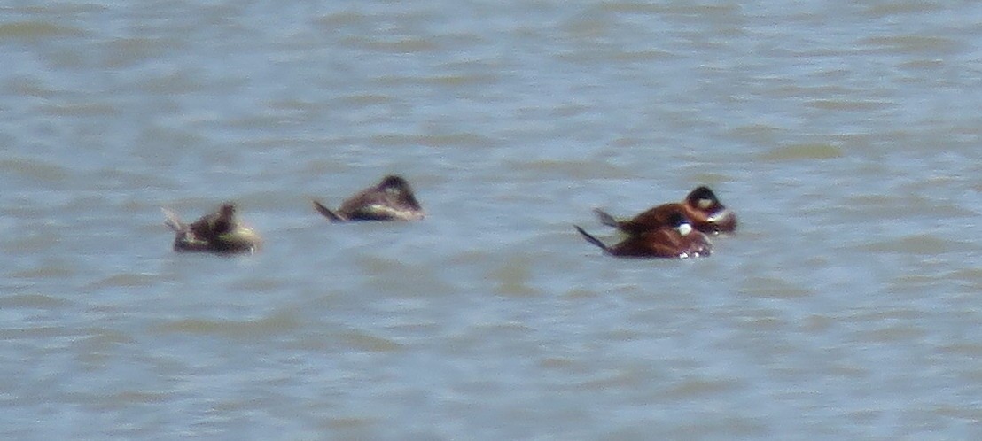 Ruddy Duck - ML562840471