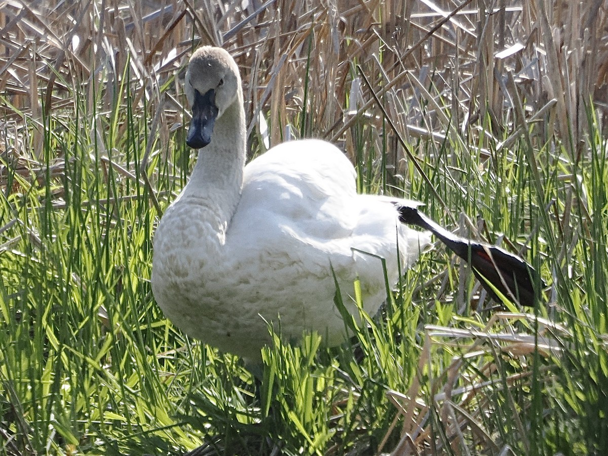 Cisne Trompetero - ML562843421