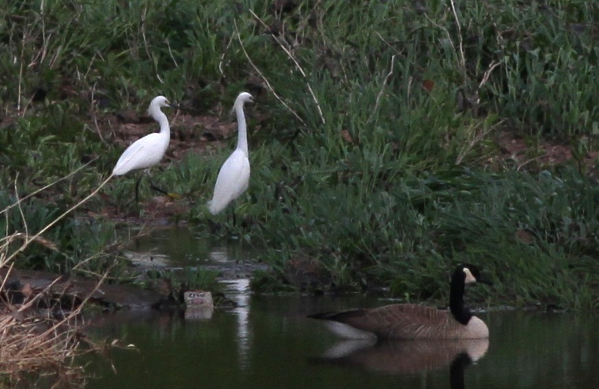 Snowy Egret - Jeff Ellerbusch