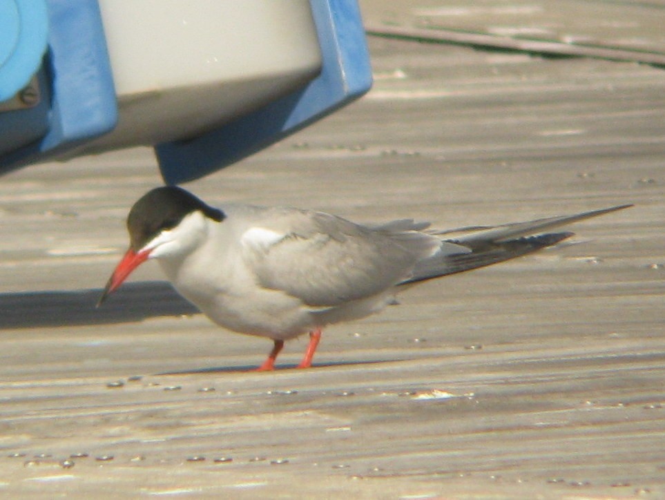 Common Tern - ML56284521