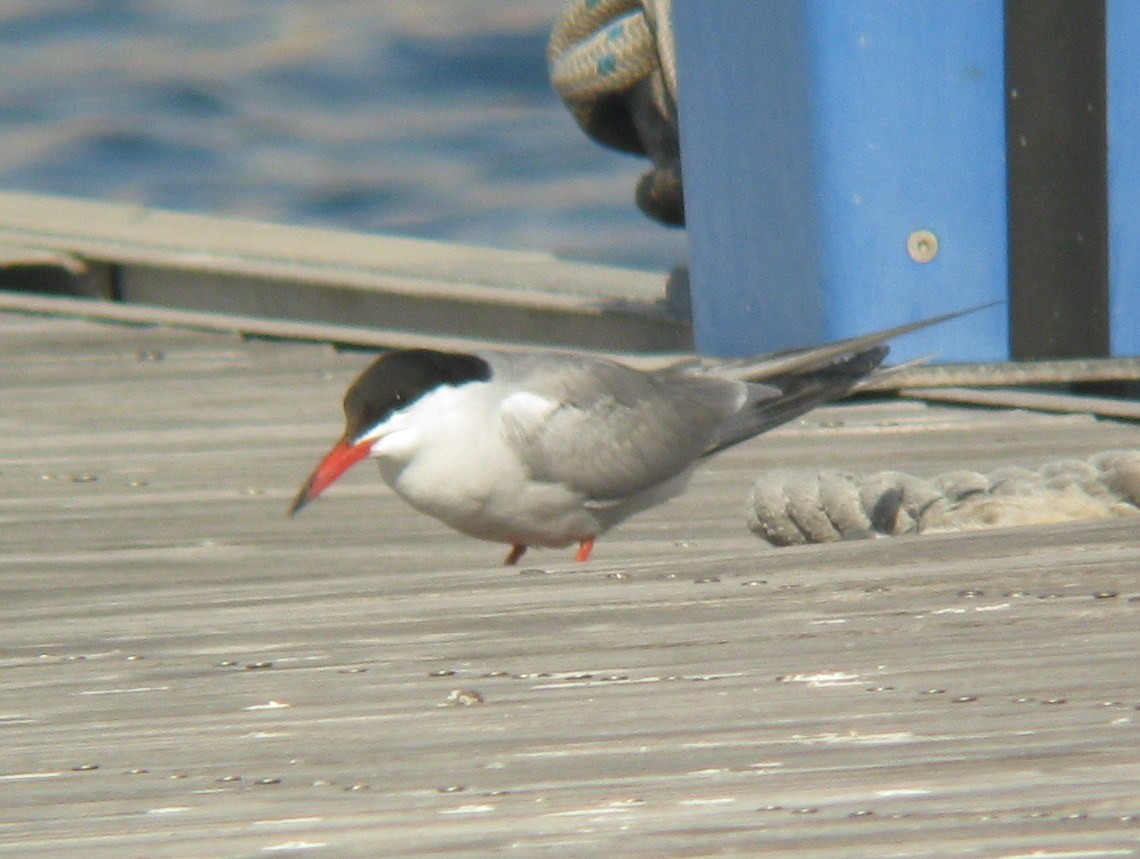 Крячок річковий - ML56284531