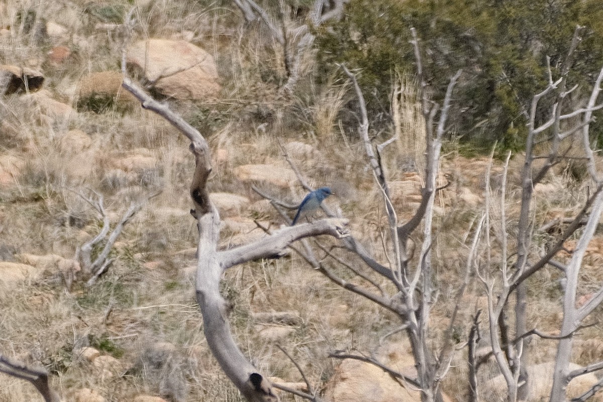 Mountain Bluebird - ML562845491