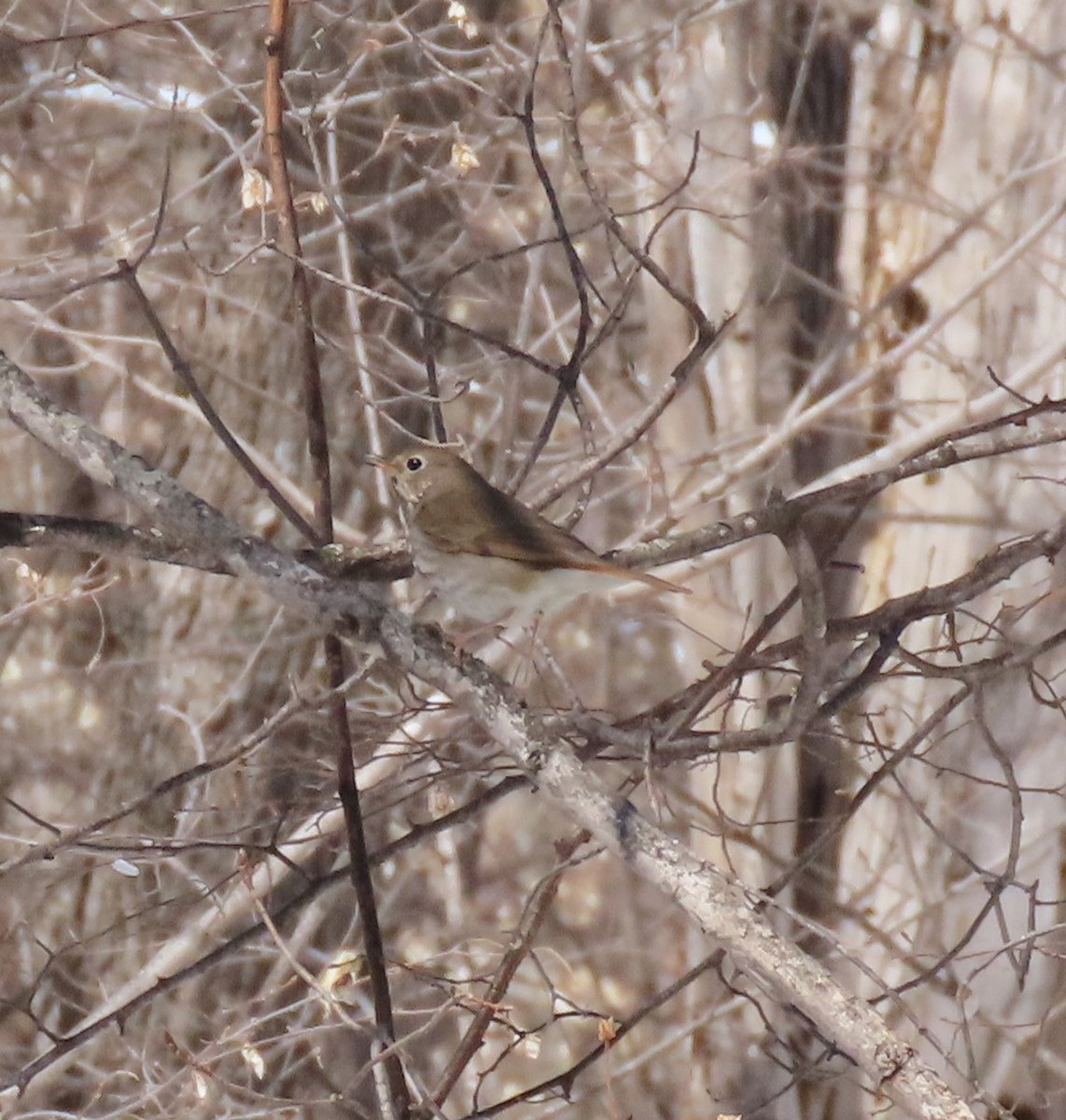 Hermit Thrush - ML562845961