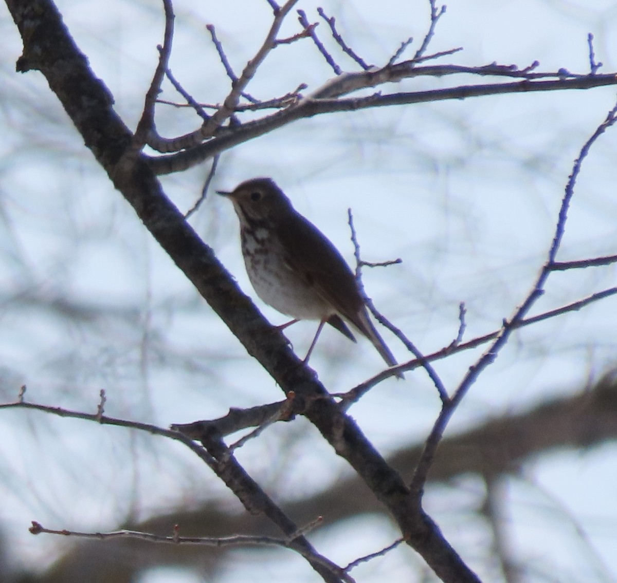 Hermit Thrush - ML562845991
