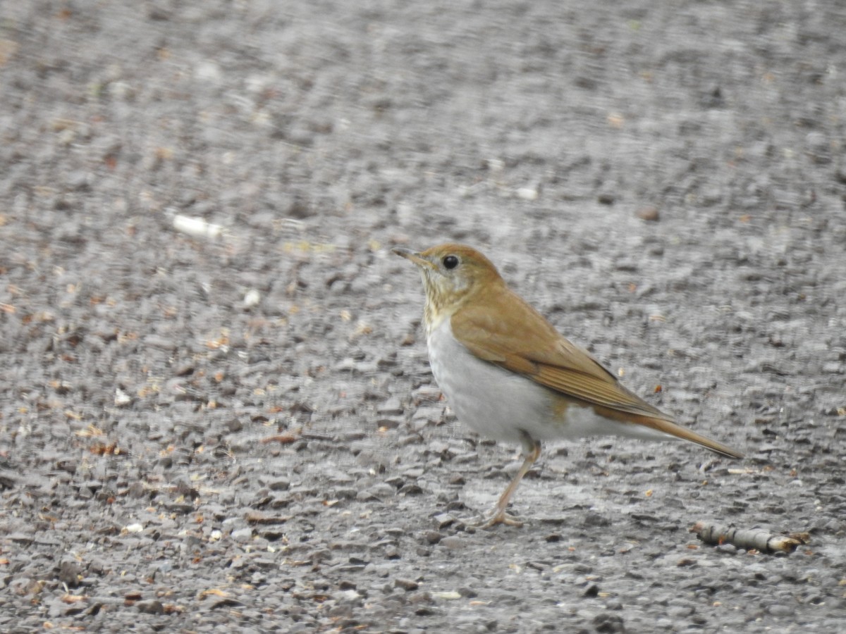 Veery - ML56284681