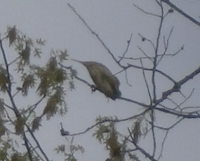 Least Bittern - ML56284801