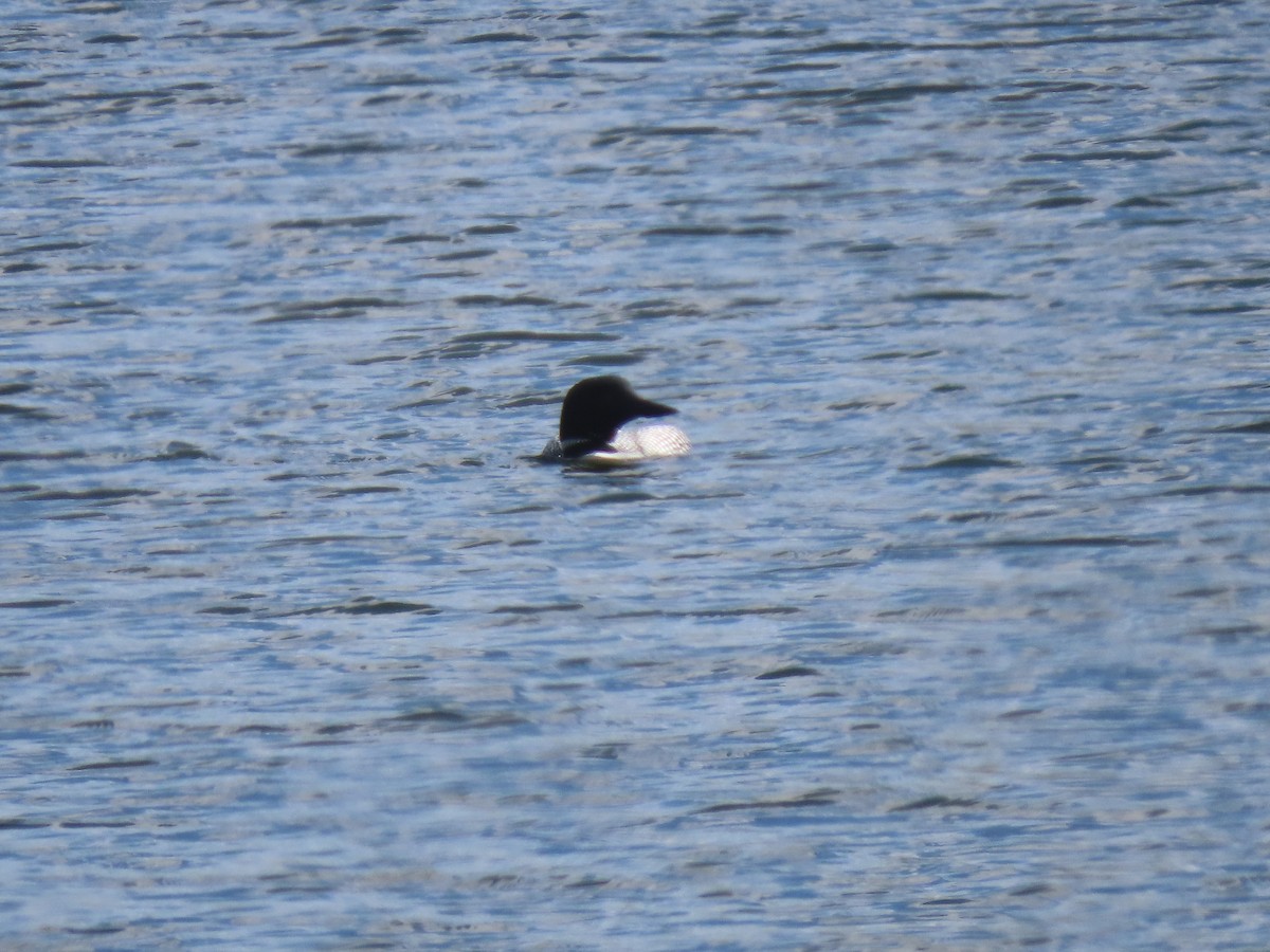 Common Loon - ML562848131