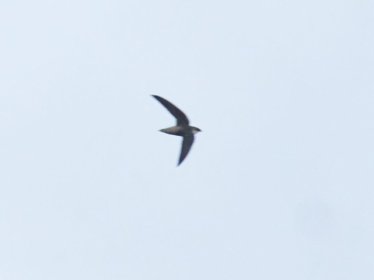 Gray-rumped Swift - Alex Eisengart