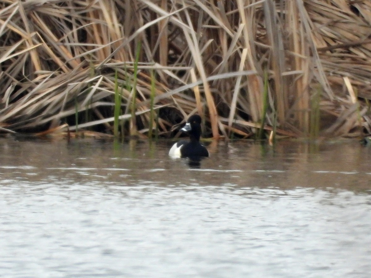 Ring-necked Duck - Don McLeod