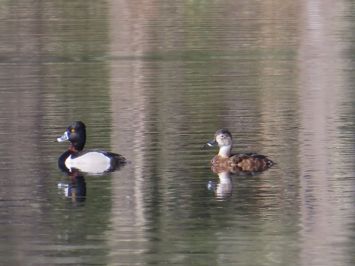 Ring-necked Duck - ML562849421