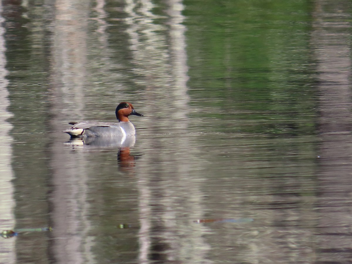 Green-winged Teal - ML562850121