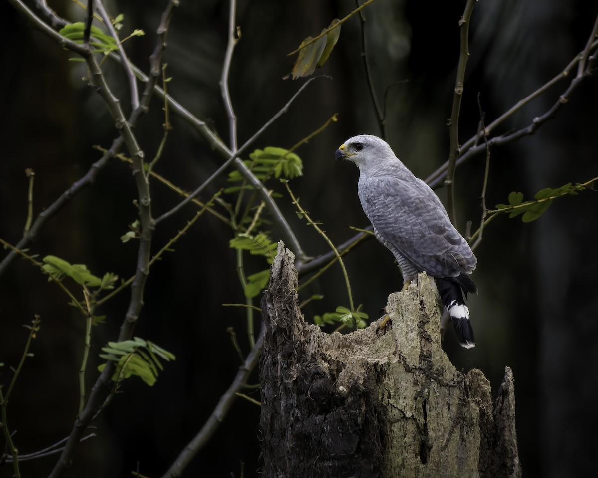 Gray-lined Hawk - ML562850351