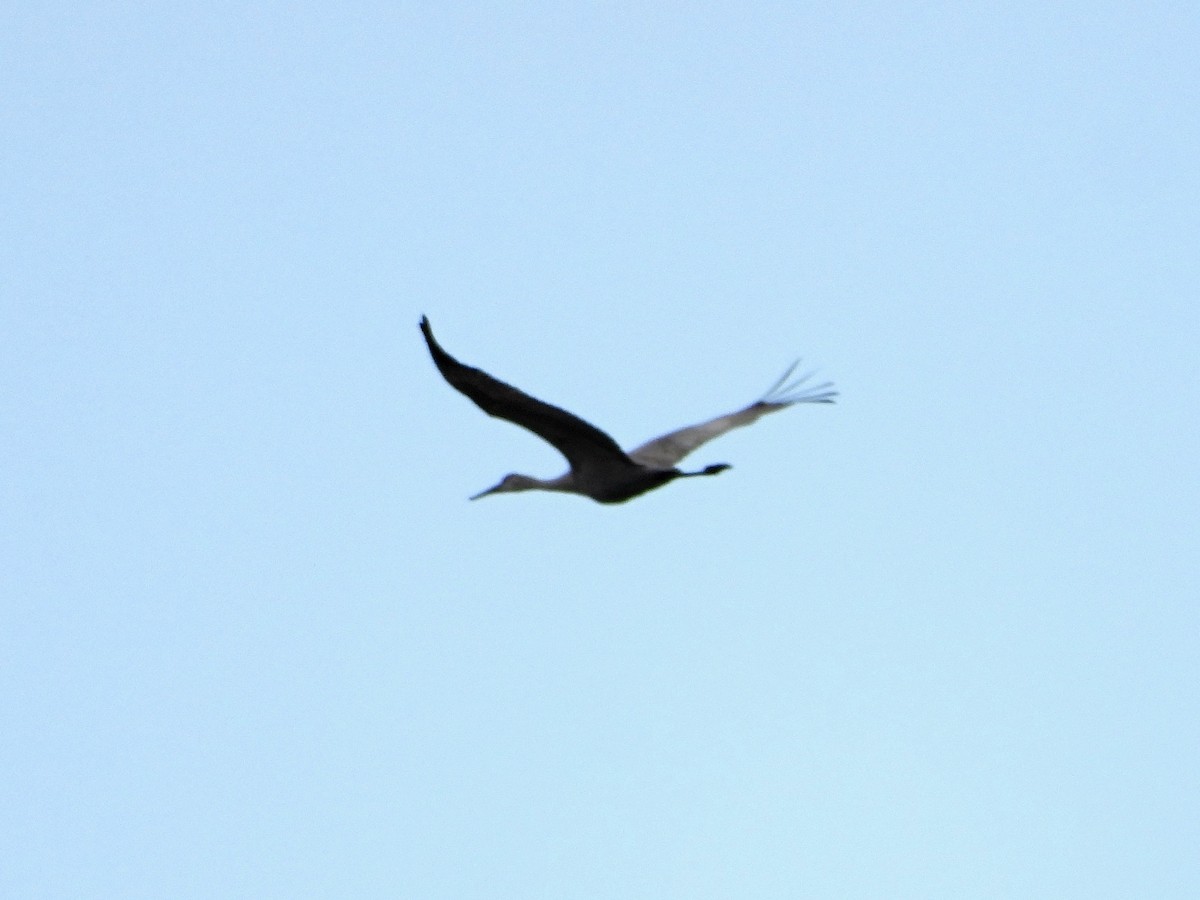 Sandhill Crane - ML562850721