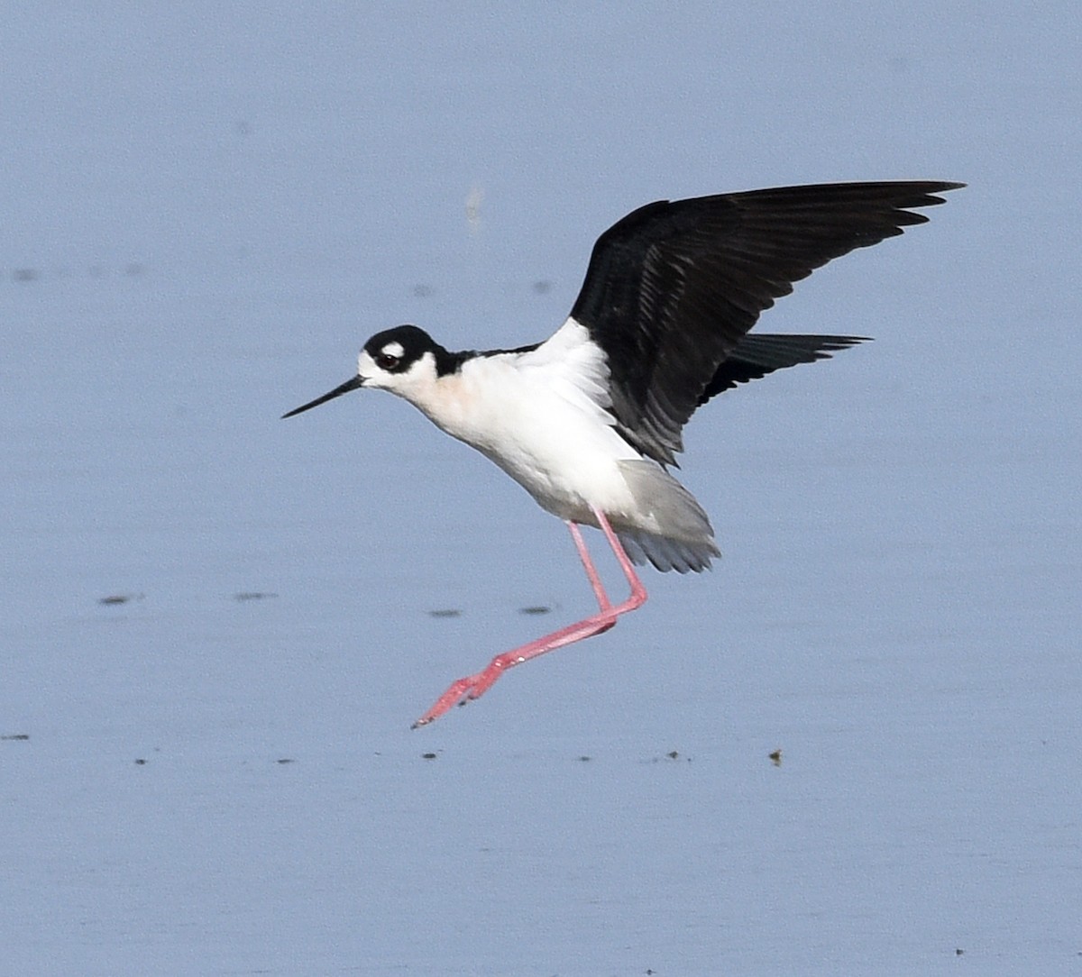 Black-necked Stilt - ML562850931