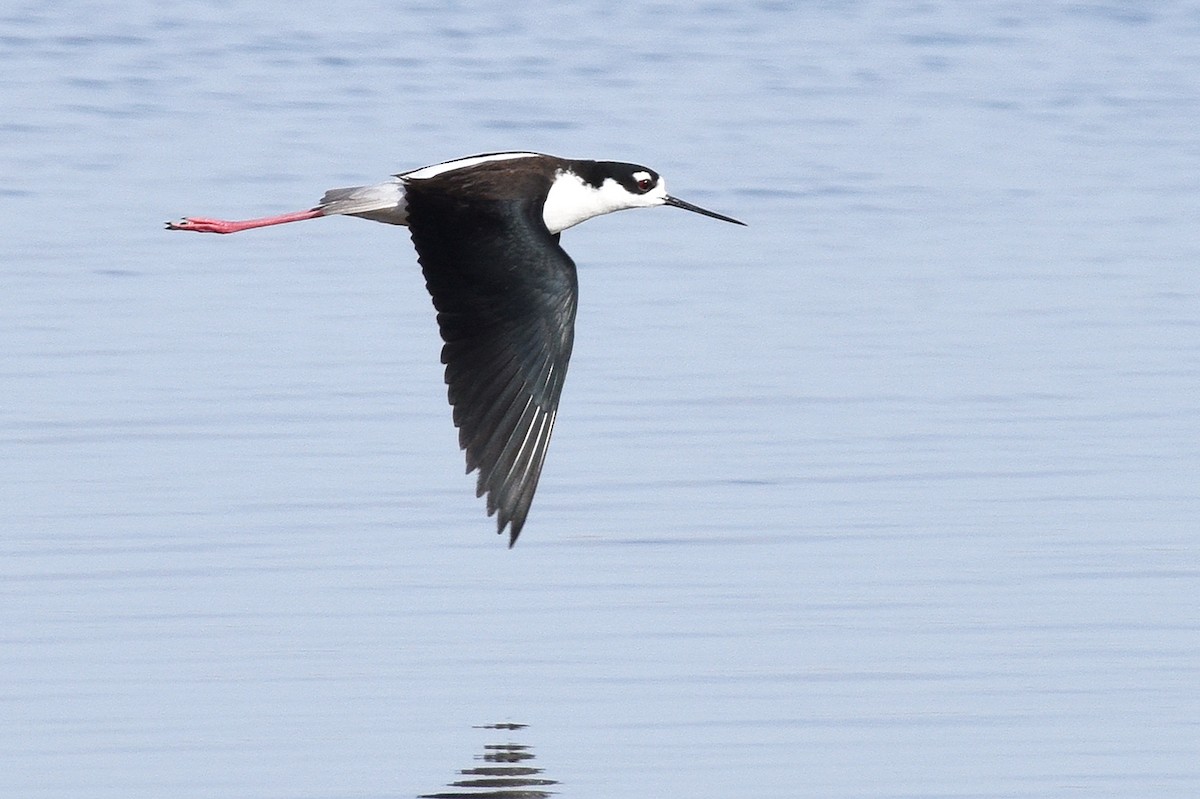 Black-necked Stilt - Steven Mlodinow