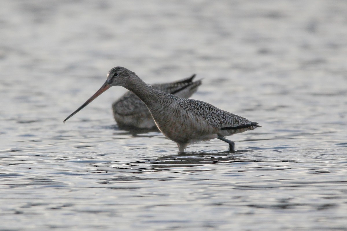 Marbled Godwit - Jared Howard