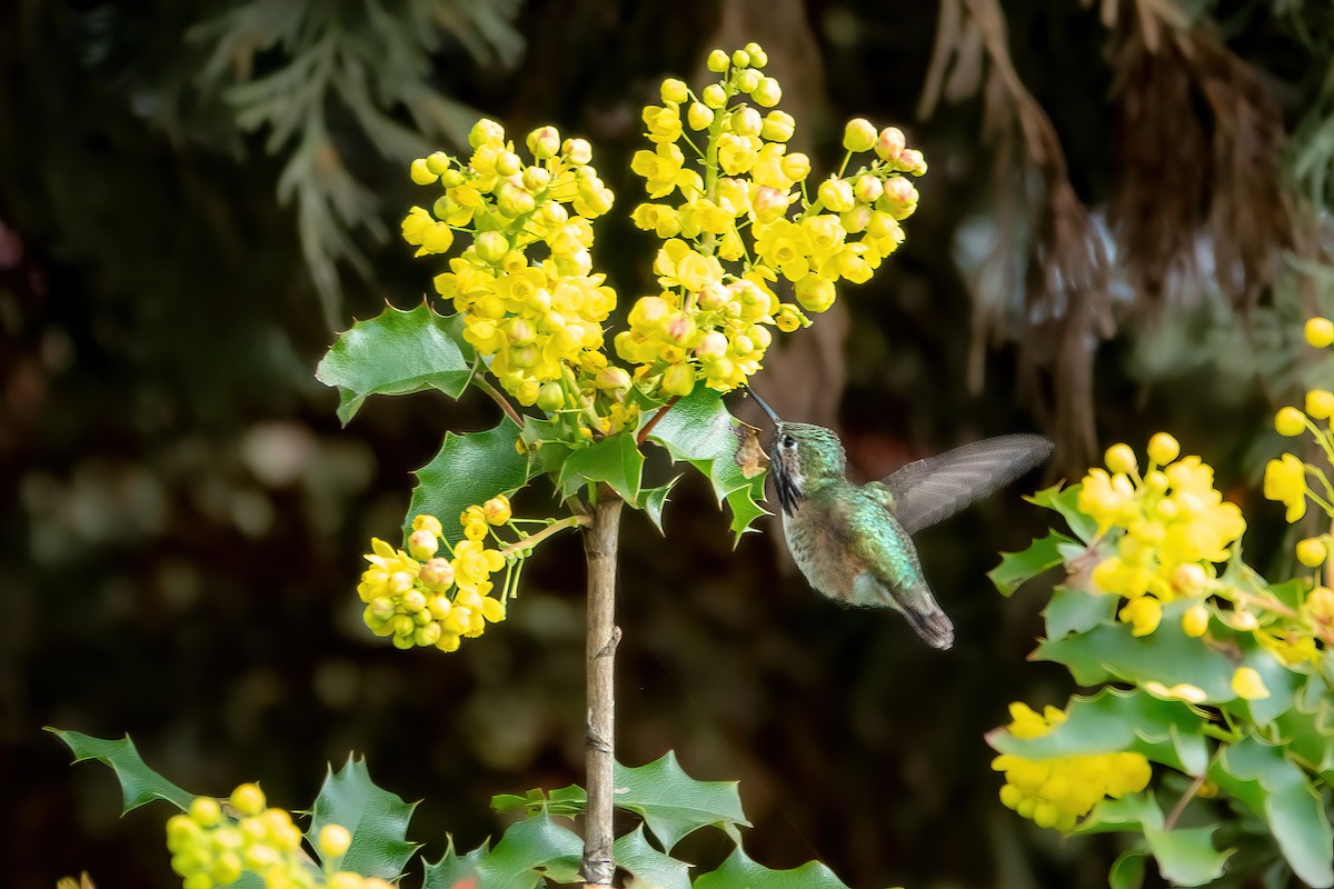 Calliope Hummingbird - ML562851331
