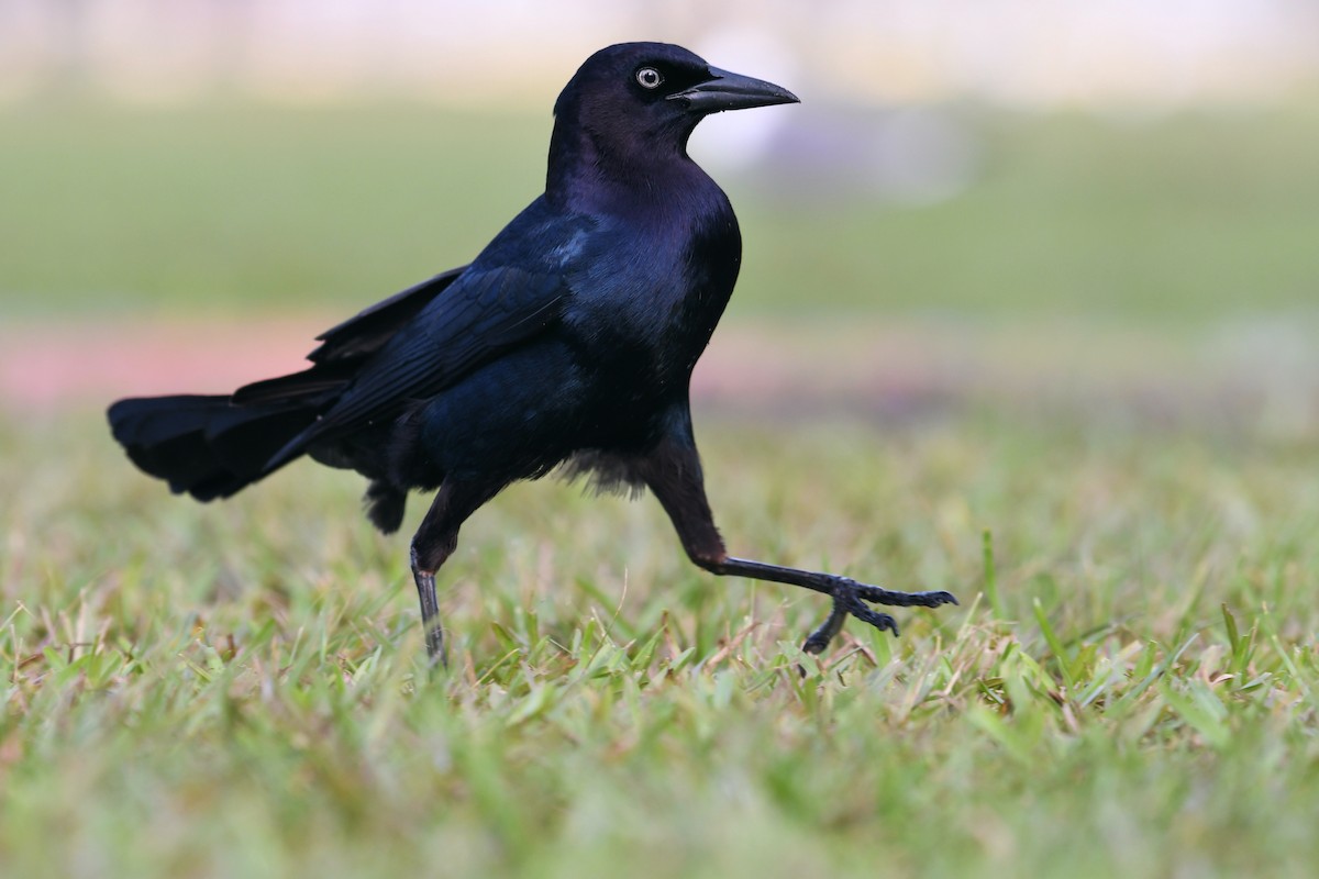 Boat-tailed Grackle - Mason Currier