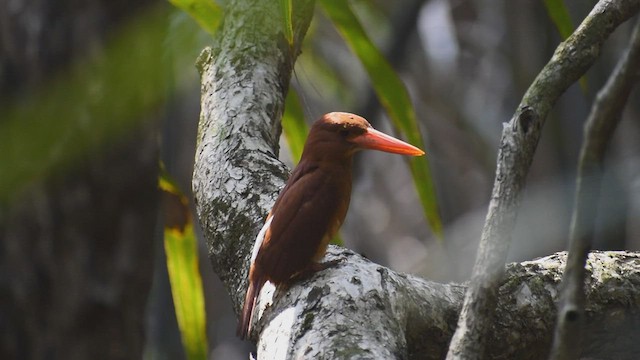 Ruddy Kingfisher - ML562853451