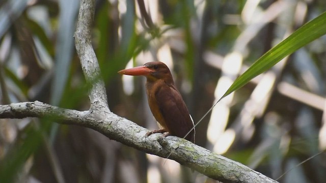 アカショウビン - ML562853481