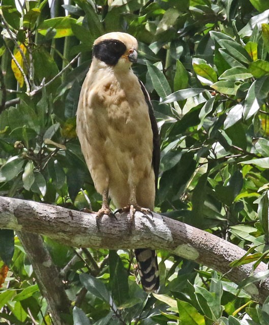 Laughing Falcon - ML562854121