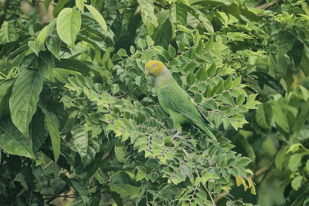 Singing Parrot - ML562854601