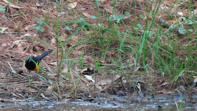 Black-vented Oriole - ML562854721