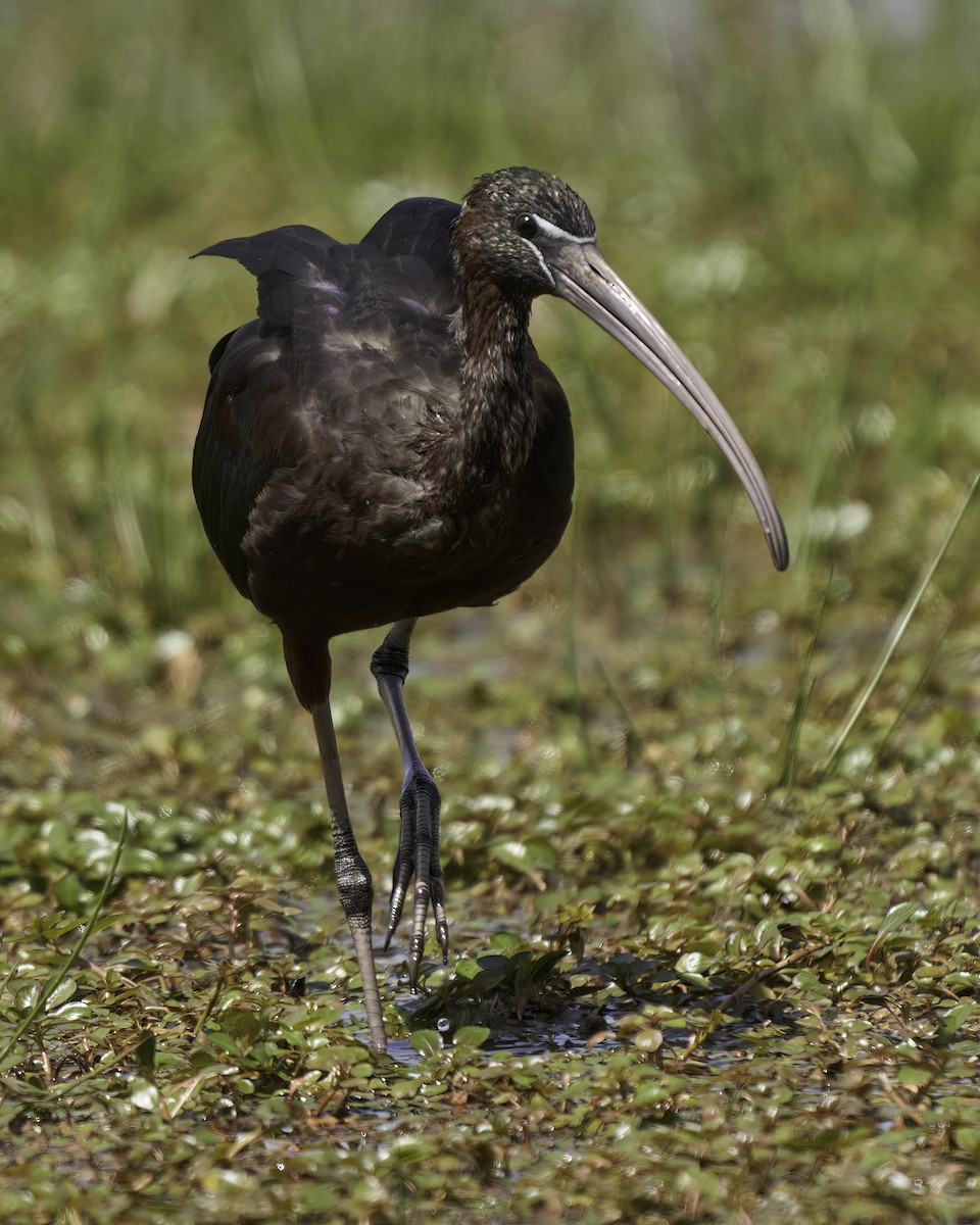 Glossy Ibis - Kevin Hughes