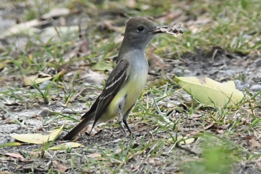 Great Crested Flycatcher - ML562856121