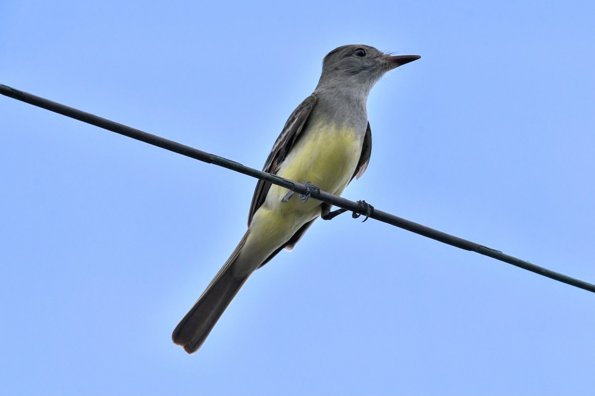 Great Crested Flycatcher - ML562856131