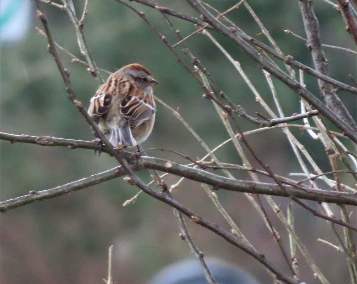 American Tree Sparrow - ML562856181